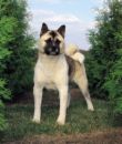 Name:  akita.jpg
Views: 150
Size:  4.6 KB