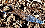 Click image for larger version

Name:	bottle opener.jpg
Views:	163
Size:	75.7 KB
ID:	358854