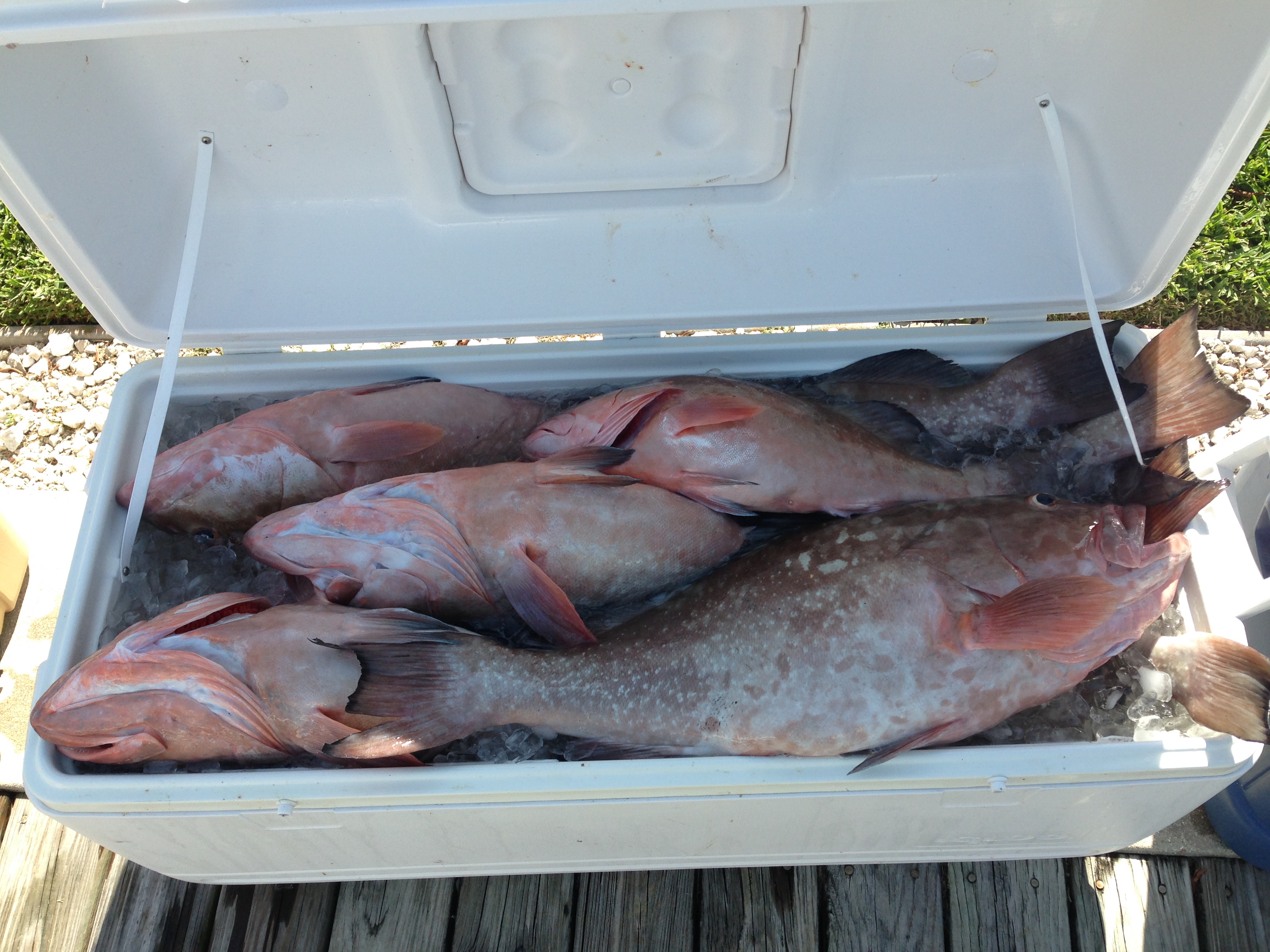 Name: Big%20box%20of%20grouper_zpssiolvqq5.jpg
Views: 7
Size: 2.11 MB