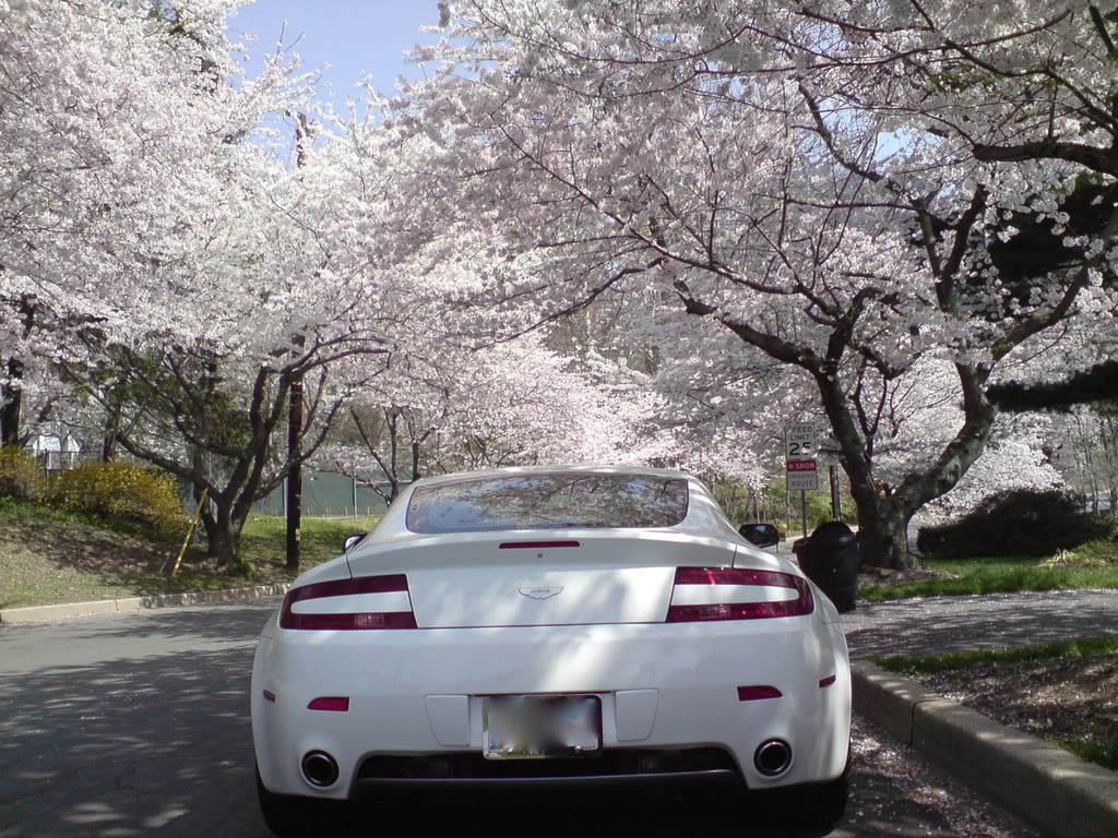 Name:  cherry4.jpg
Views: 165
Size:  285.7 KB