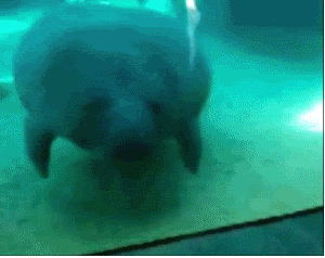 Name:  j63gj6f.gif
Views: 17
Size:  2.00 MB