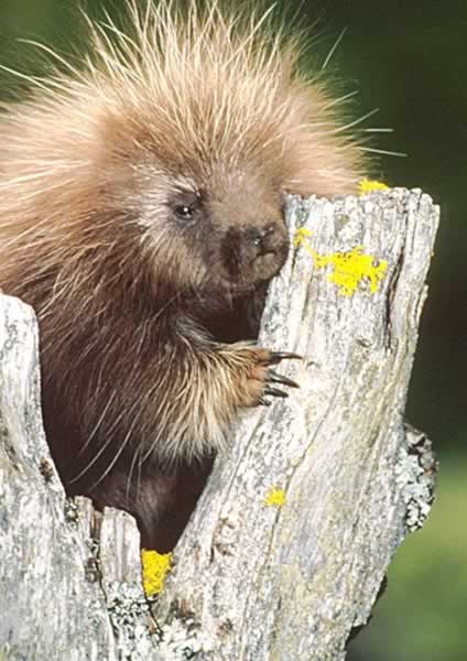 Name:  porcupine2.jpg
Views: 103
Size:  39.9 KB