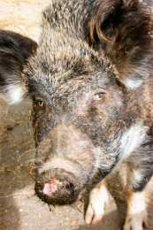 Name:  fat pig.jpg
Views: 62
Size:  9.7 KB
