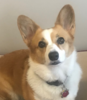 brightoncorgi's Avatar