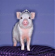 Pig Porker's Avatar