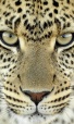 CRracing's Avatar