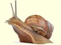 danilonovelli's Avatar