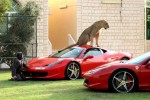 Man Puts Live Lion on Ferrari 458 Italia