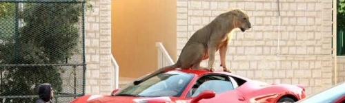 Man Puts Live Lion on Ferrari 458 Italia