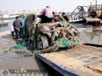 Fishermen Catch Cayenne Off Chinese Coast