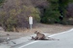 Yellow Flag: Legendary Driving Road Becomes Mountain Lion's Dinner Table