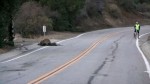 Yellow Flag: Legendary Driving Road Becomes Mountain Lion's Dinner Table